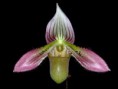 Paphiopedilum acmodontum